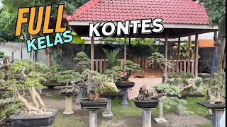 Cek Harga Bonsai. Full Arabika Dirumah Mas Reza Kempas Kempis