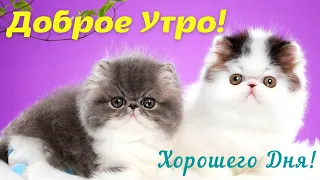 ДОБРОЕ УТРО! ЛУЧШИЕ ПОЖЕЛАНИЯ С ДОБРЫМ УТРОМ! КРАСИВАЯ МУЗЫКАЛЬНАЯ ОТКРЫТКА С ПОЖЕЛАНИЯМИ С. Чекалин