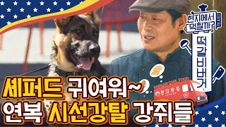 [#현지에서먹힐까?미국편] 복스푸드 방문한 의젓한 반려견들🐕 (햄버거를)포기하지 않는 댕댕이에게 복이 있나니,, | #Diggle