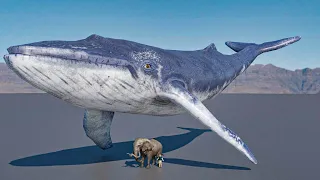 Blue whale vs Elephant Size Comparsion