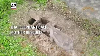 Thai elephant calf, mother rescued from deep pit
