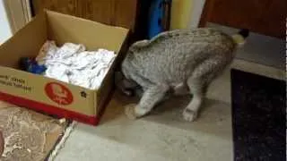 Max Canada Lynx Playtime