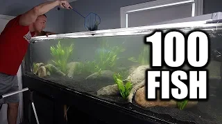 100 FISH ADDED!