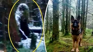 Big Foot Sighting, Spooky Pic Shows Beast Stalking Forest Like Nothing Seen Before