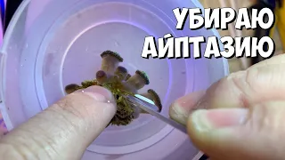 Айптазия на новом коралле | Морской аквариум