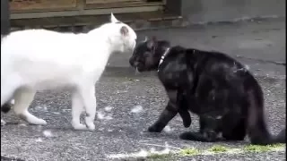 Драки котов / CAT FIGHT