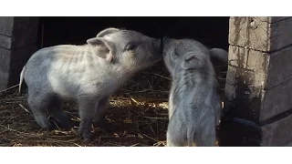 ПЕРЕВОЗКА МАЛЕНЬКИХ МАНГАЛИЦ НА ТЫСЯЧИ КМ.