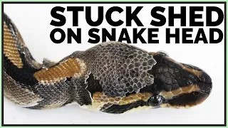 How to Get Stuck Shed off Snake's Head