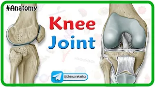Knee Joint Anatomy Animation : Bones, Ligaments, Menisci﻿, Innervation, Blood supply and Movements