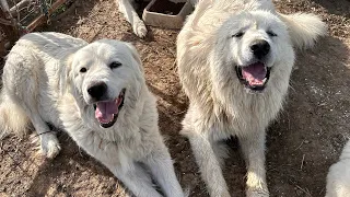 Our Great Pyrenees dogs on duty protecting their flock of Dorper sheep ￼