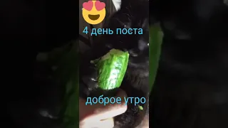 Кот ест смешной огурец