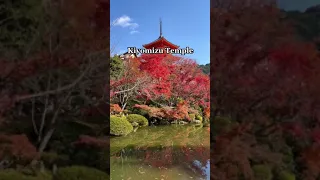 Autumn in Japan #japan #autumn #travel #shorts #short #viral #shortsvideo #shortvideo #fyp #trending