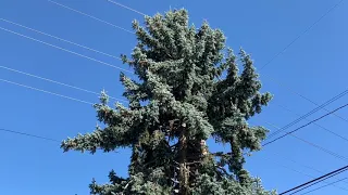 South Ballard One Block Tree Walk