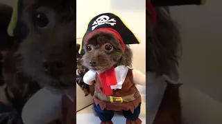 Funny Cat & Dog Halloween Costume