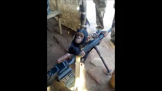 Sniper Monkey 2