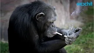 Meet Azalea The Smoking Chimp, Star At North Korea Zoo