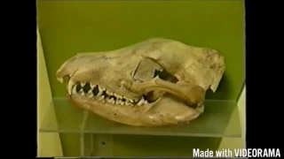 Thylacine (Tasmanian Tiger) Documentary