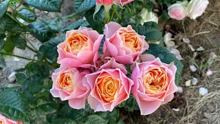 Vuvuzela is a very decorative, long-lasting apricot-orange with pink and greenish shades rose