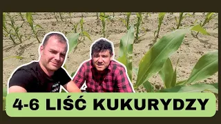 ❓ Co się dzieje z kukurydzą w fazie od 4 do 6 liści? Zwalczanie chwastów i dokarmianie. e-pole