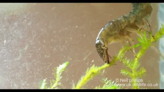 Aggressive diving beetle larva attacks a spoon!