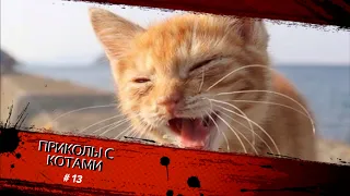 Смешные КОТЫ #13 / Лучшие приколы 2020 /Funny cats animals.