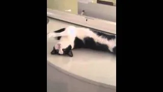 Cat sleeps where it shouldn't