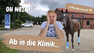 mit 3 Pferden in die Klinik - schlechte Nachrichten😱