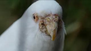 budgie face covered in mites getting treated