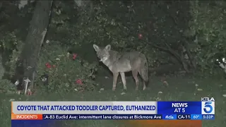 Coyote that attacked 2-year-old in Woodland Hills captured and killed