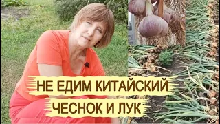 УБОРКА И ХРАНЕНИЕ ЧЕСНОКА ЛУКА! Свой лук и чеснок круглый  год! Как сушить лук и чеснок после уборки