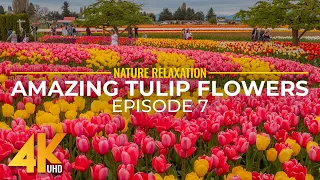 4K Tulip Festival of Skagit Valley - Beauty of Blooming Spring Flowers & Sounds of Tulip Fields - #7