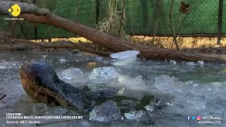 North Carolina alligators poke snouts through ice to survive