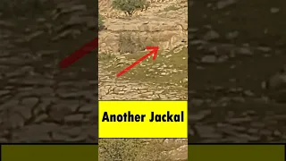 Rare Encounter: Jackal in the Mountains #shorts