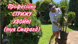 Стрижка ТУЇ СМАРАГД.Нова форма ТУЇ. ЦІНА ТУЇ зросла в П'ЯТЬ разів.