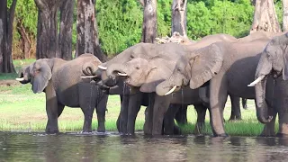 Gondwana Tours & Safaris - Chobe National Park