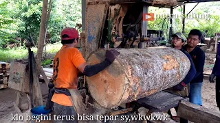 🔴 UNTUNG BELI KAYU SEPERTI INI, isi mulus 😱😱😱