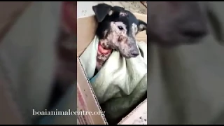 Abused Dog, Skin Missing, rescued in China