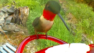 female and male hummingbird visit a feeder