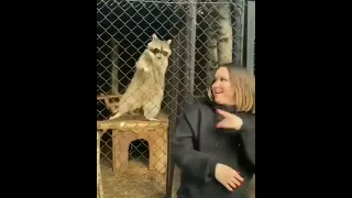 Raccoon dance vs women dance