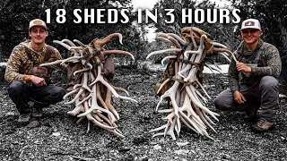 18 ELK SHEDS IN 3 HOURS | SHEDHUNT [EP 10]