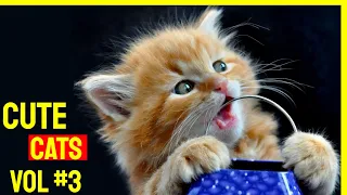 Cute Cat Videos 2021 Vol #3 | Funny Cat Videos 2021 | Cute Cats