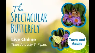 The Spectacular Butterfly