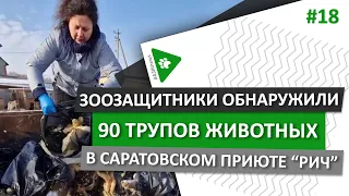 #АЗЖnews: (18+) Зоозащитники обнаружили около 100 трупов животных в саратовском приюте "Рич"