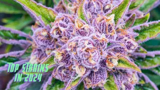 Top Weed Strains You Need to Try in 2024