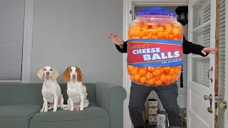 Giant Cheese Balls vs Funny Dogs Prank: Funny Dogs Maymo, Potpie, Penny & Cute Puppy Dog Indie