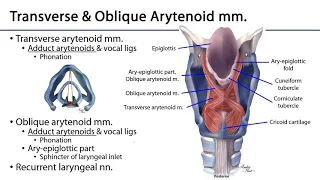 Larynx, Pharynx and CST LO 8 - Intrinsic Laryngeal Muscles