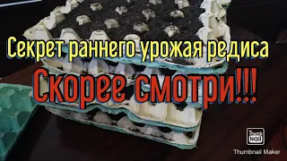 СЕКРЕТ раннего редиса!| Правильная посадка редиса| Удобный способ посадки редиса