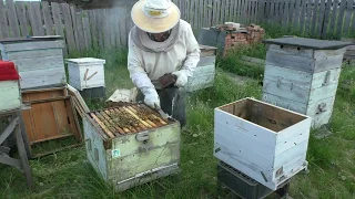 Через четыре недели  Отводок на старую матку. Кемеровская система пчеловодства