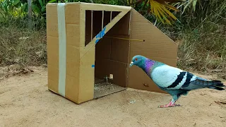 Best & Creative Bird Trap - Making Pigeon Trap From Cardboard | Easy Create