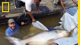 Rare Giant Catfish Found in Cambodia | National Geographic